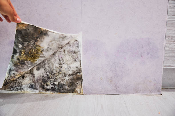 Attic Mold Removal in Bay, AR